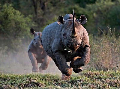 black_rhino 1_1.jpg