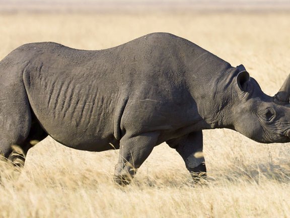 black_rhino_large.jpg