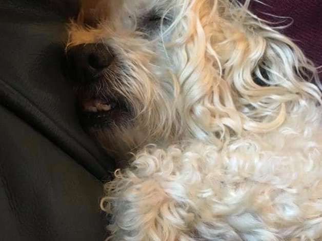 Blikkies