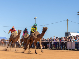 Surprising country where camel racing comes with huge cash prizes