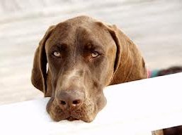 brown dog.jpg