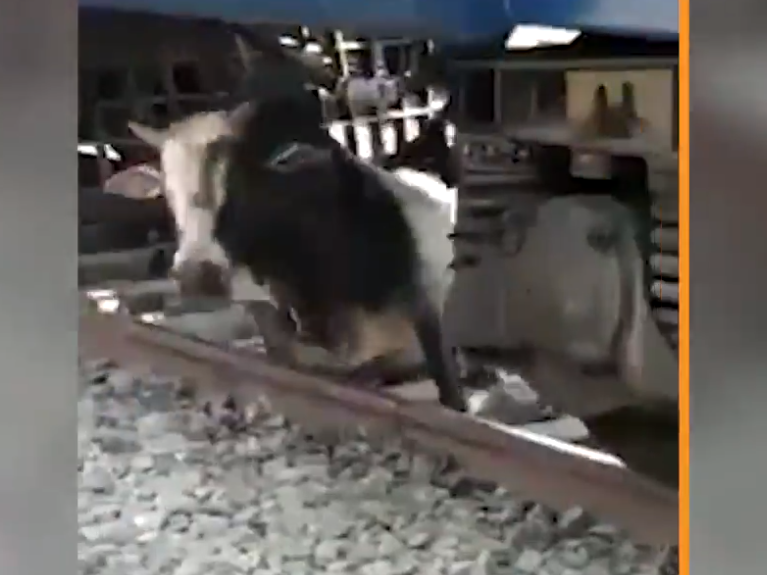bull under train