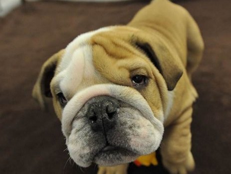 bulldog 7.jpg
