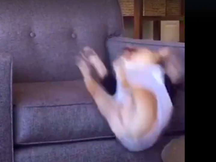 bulldog falling