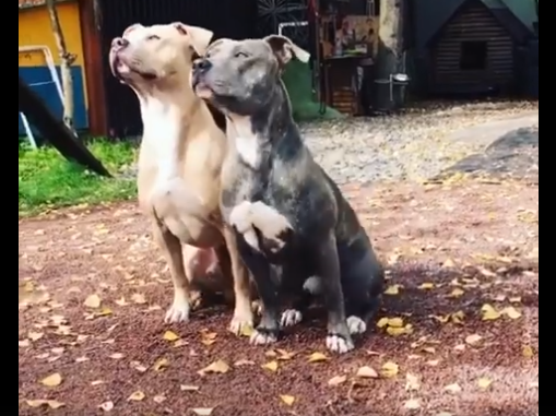 bulldog sync