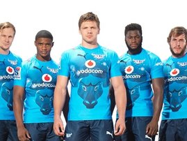 Bulls2