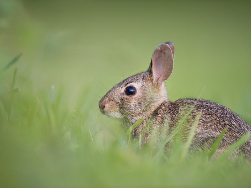 Bunny