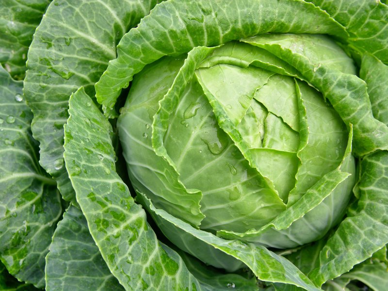 Cabbage
