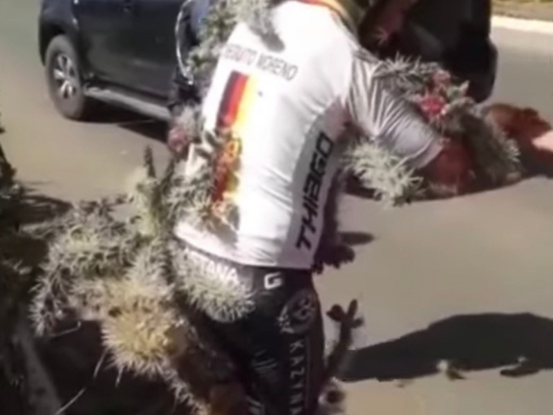 Cactus man