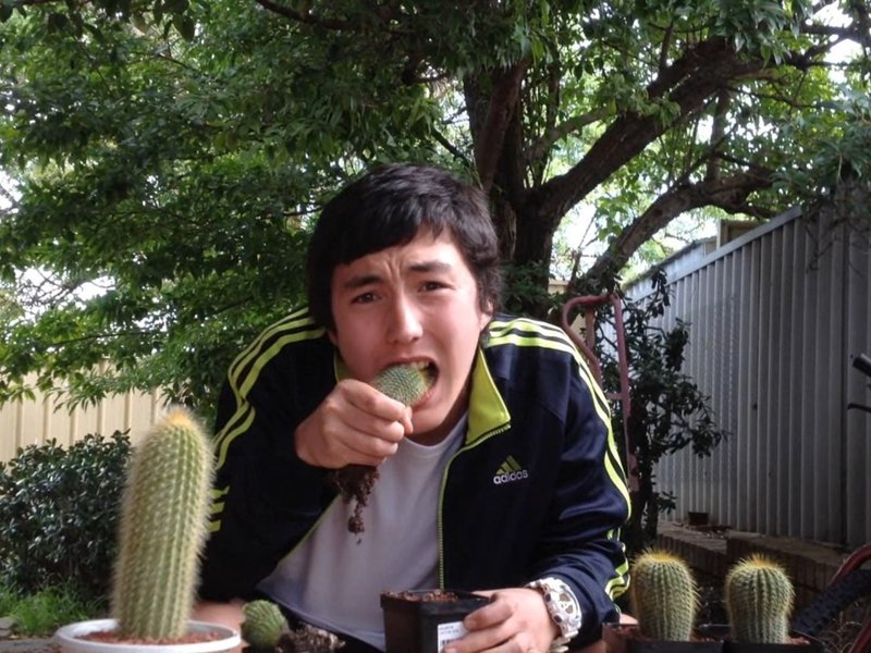cactuschallenge.jpg