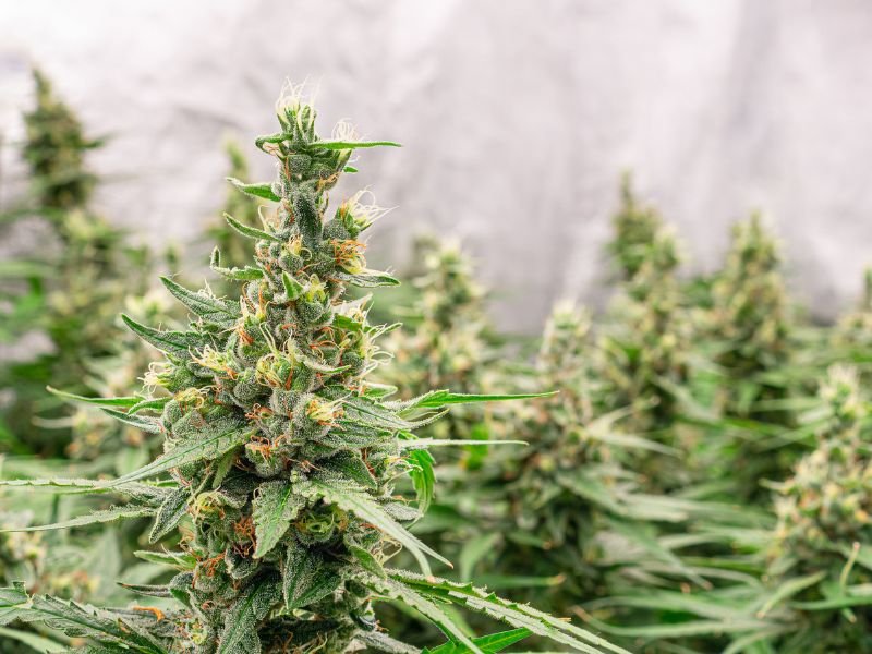Cannabis