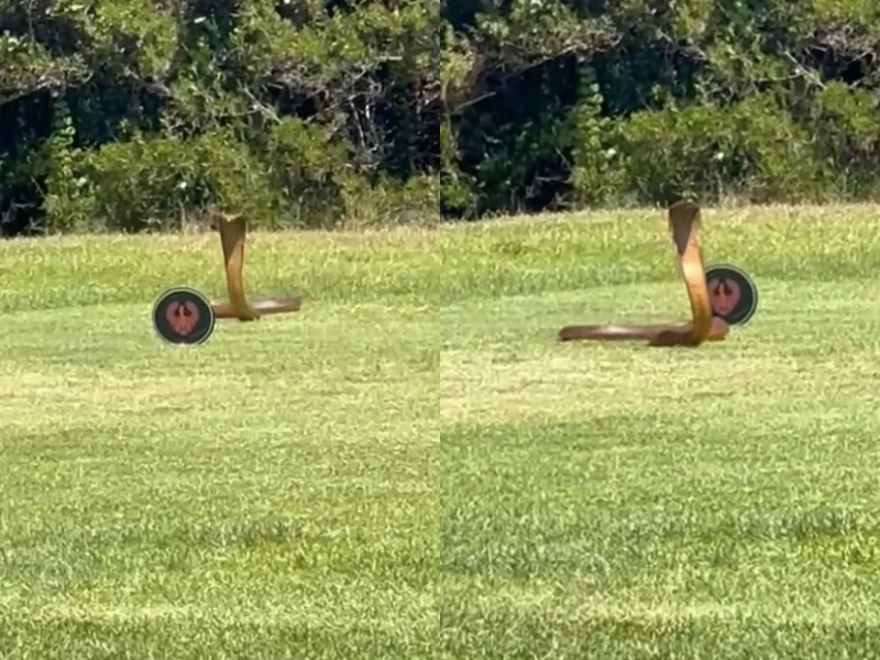VIDEO: Scared golfer almost involved in Cape cobra fight
