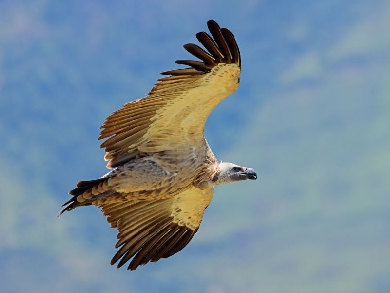 Cape Vultures flying