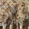 captive lions