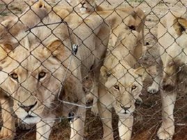 captive lions