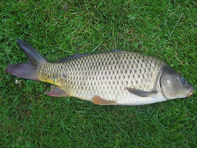 carpwikiab_12.jpg