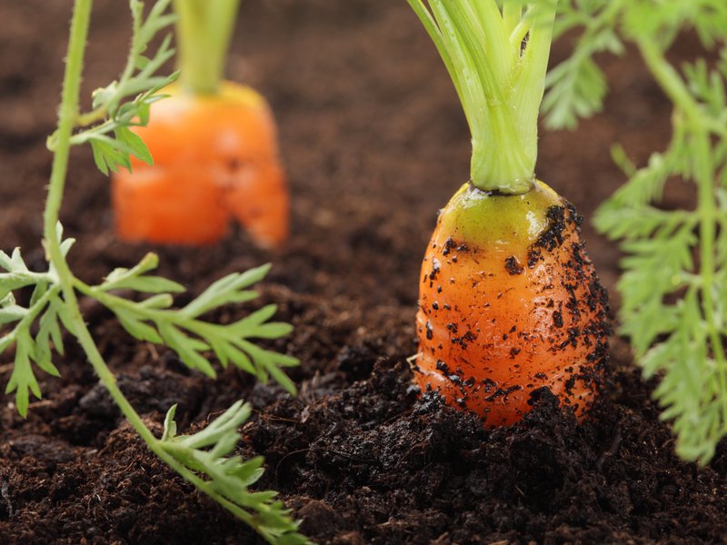 Carrots