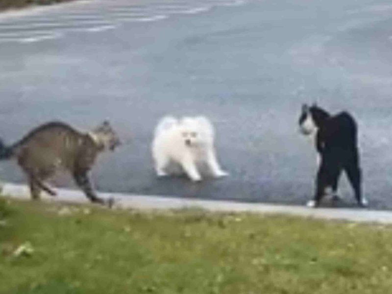 FAIL: Dog tries to befriend cat in tear-jerking video