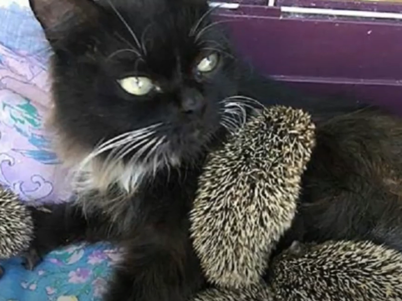 WATCH: Muska the cat adopts eight hoglets