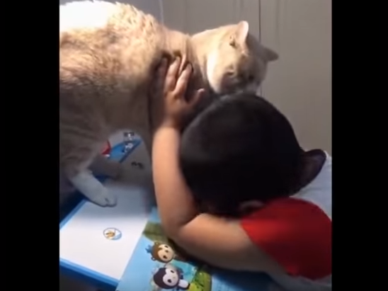 cat sits on homework