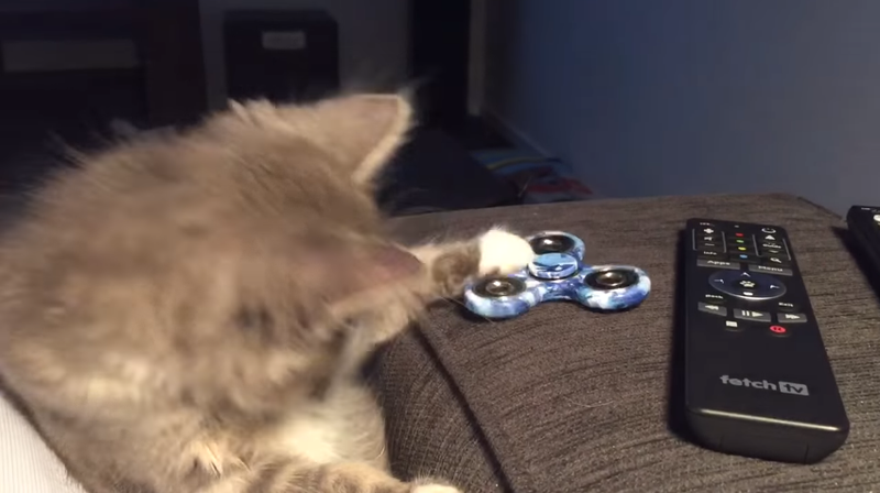 cat fidget spinner image funny