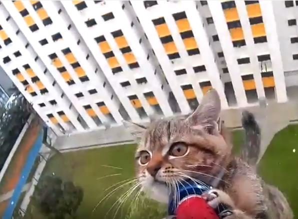 Cat saved from ledge