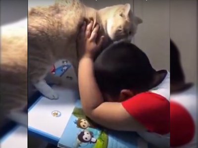 Cat interrupts homework image