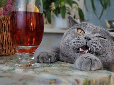 cat wine.jpg