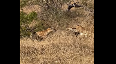 Fight for survival: Warthog fends off cheetah and five hyenas