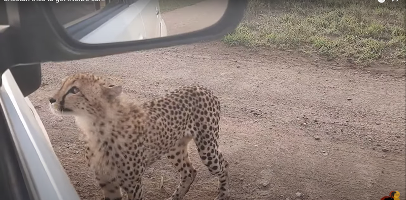 cheetah