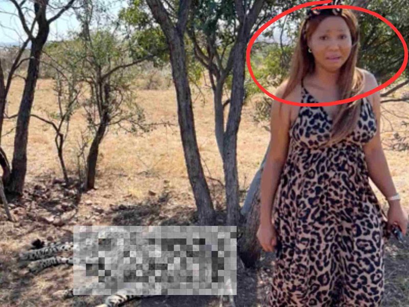 Animal print does startle cheetah on game drives