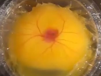 Chick without shell