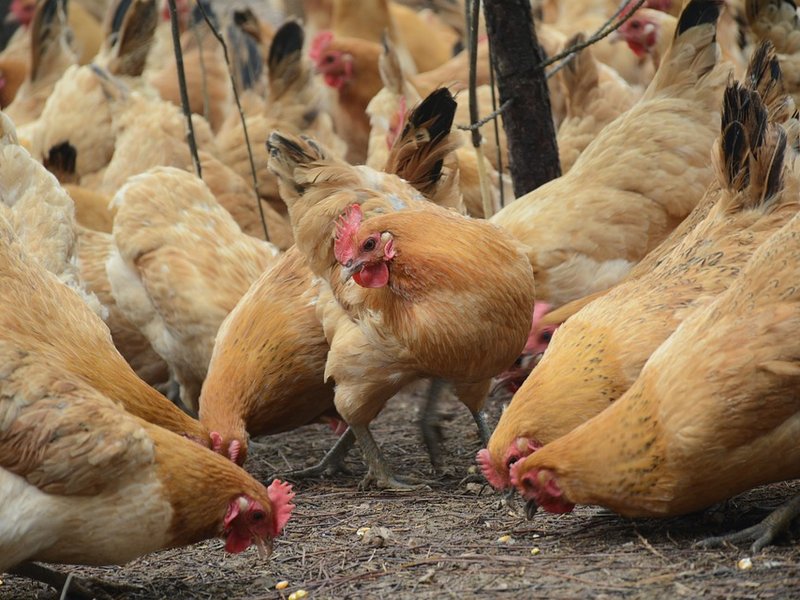 bird flu outbreak