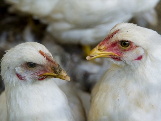 chicken_1.jpg