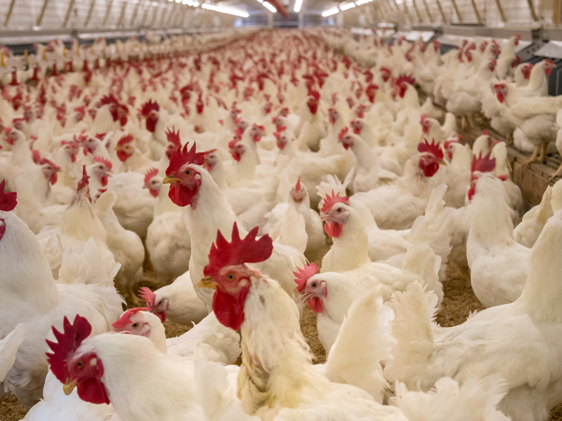 Chicken shortage in SA