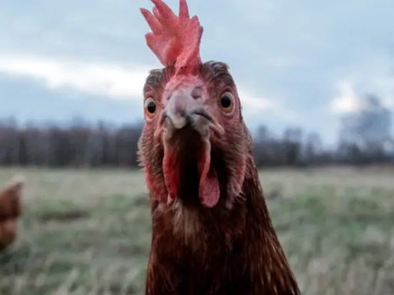 PETA Wants People To Stop Calling Others 'Chicken' Or 'Pig' Because It's 'Speciest'