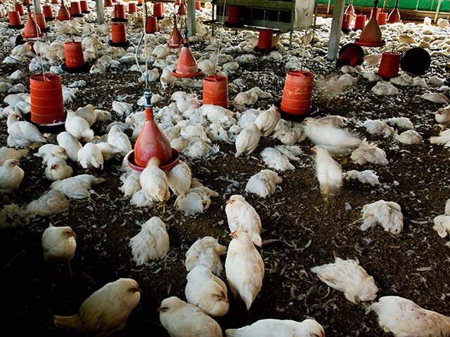 Chicken