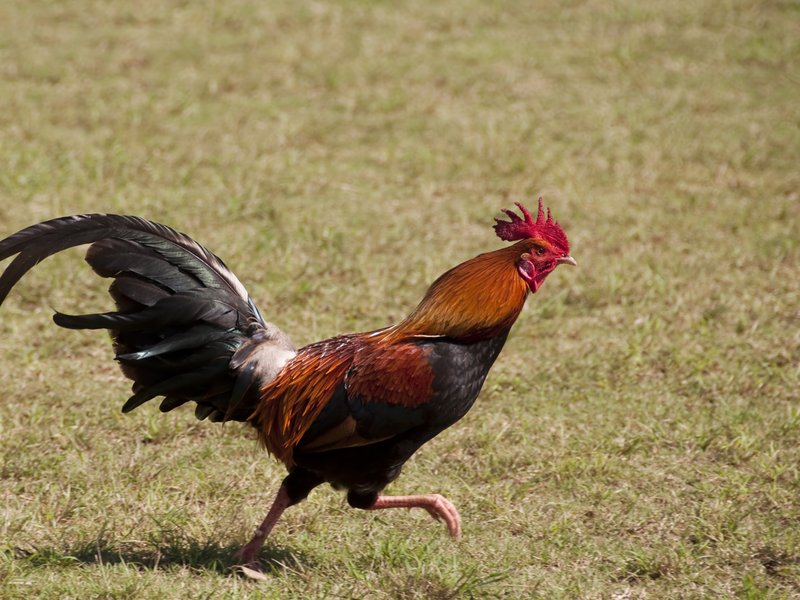 Chicken