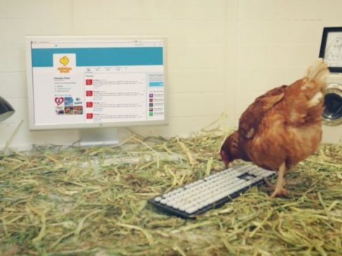 chicken typing tweet