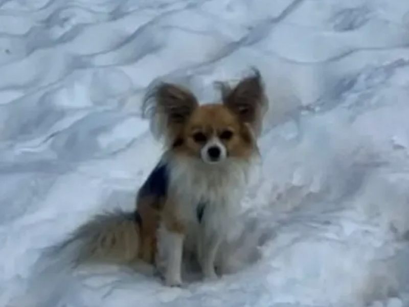Chihuahua saves owner trapped in icy glacier hole
