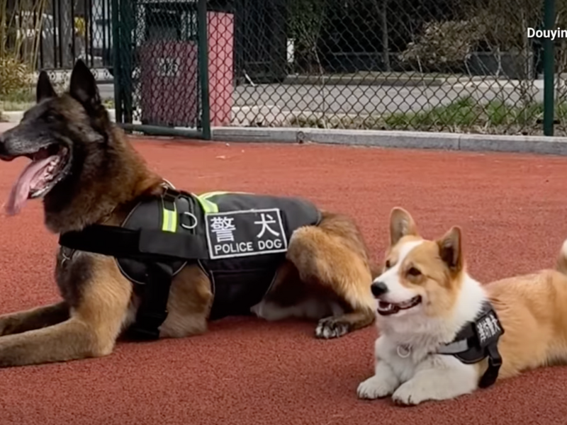 WATCH: First corgi police dog steals sausage from child