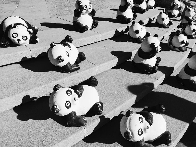 pandas on the stairs