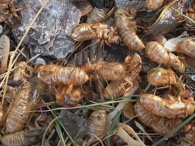 WATCH: Cicadas are on the rise in the USA