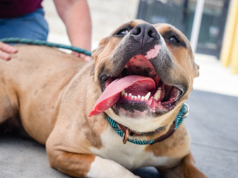 The National Council of SPCAs (NSPCA) has come out in support of the Sizwe Kupelo Foundation, which started a petition to ban pit bulls.