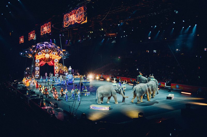 circus animals