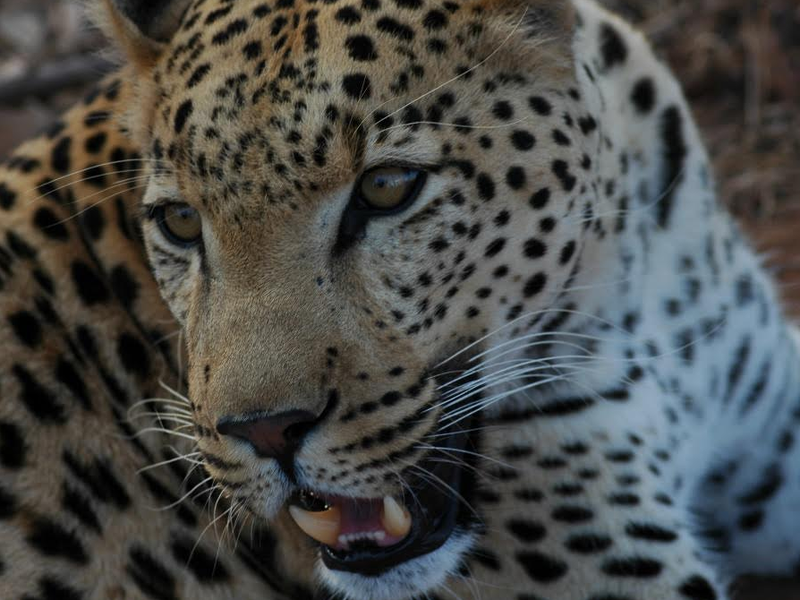 closeup_leopard.PNG