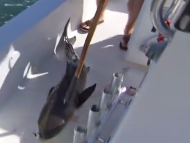 cobia-fishing-for-sports-edited.png