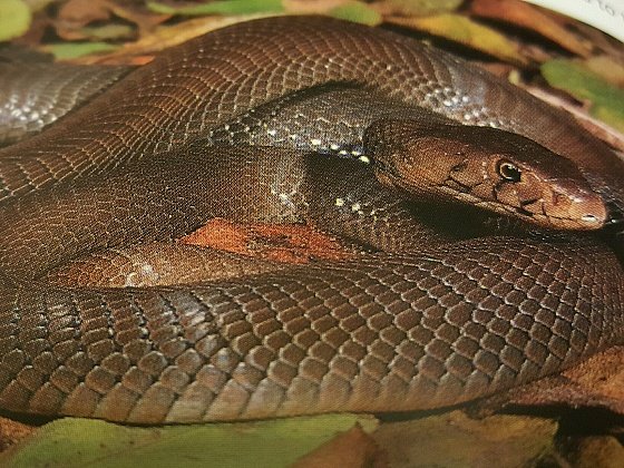 Cobra bites man-Netcare911