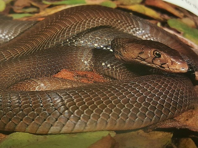 Cobra bites man-Netcare911
