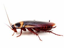 cockroach.jpg